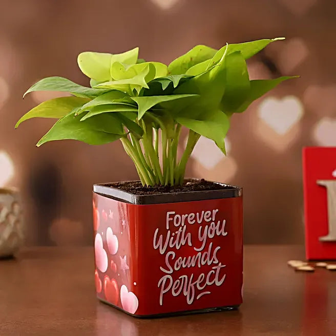Personalized Photo,Money Plant