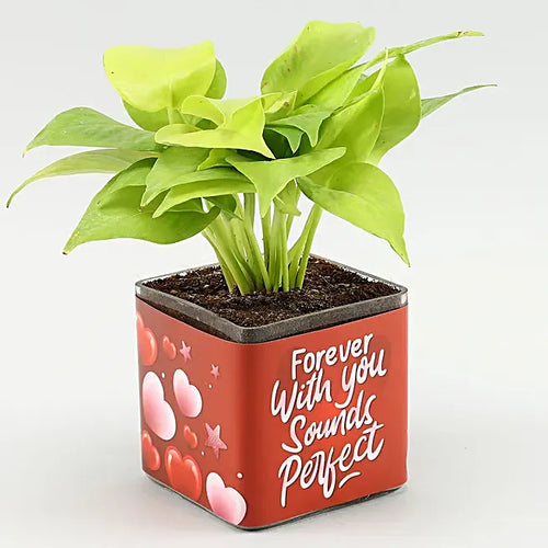Personalized Photo,Money Plant