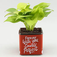Personalized Photo,Money Plant