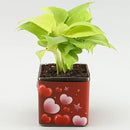 Personalized Photo,Money Plant