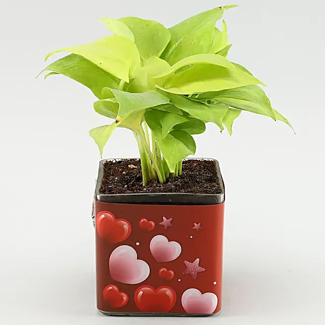 Personalized Photo,Money Plant