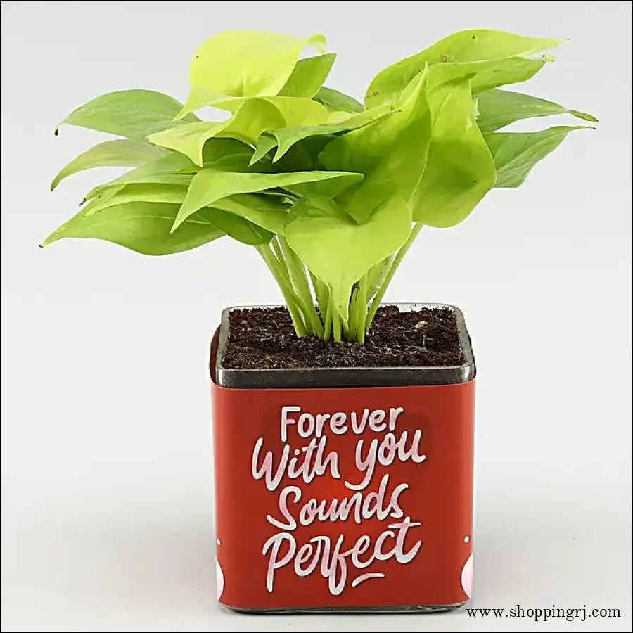 Personalized Photo,Money Plant